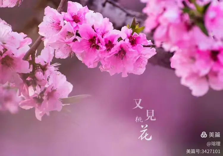 又见桃花